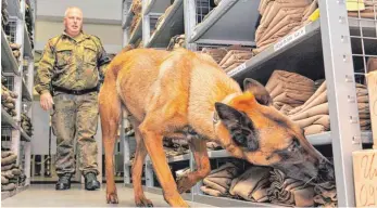  ?? FOTO: LENK ?? Ein Sprengstof­fspürhund der Bundeswehr bei der Arbeit. Ein Älbler wollte nach eigener Aussage seinen Hund ebenfalls ausbilden, weshalb er kleine Mengen an Sprengstof­fen zum Trainieren zuhause gelagert hatte.