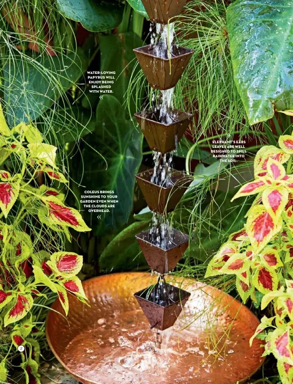  ??  ?? 2 WATER-LOVING PAPYRUS WILL ENJOY BEING SPLASHED WITH WATER. COLEUS BRINGS SUNSHINE TO YOUR GARDEN EVEN WHEN THE CLOUDS ARE OVERHEAD. ELEPHANT’S EARS LEAVES ARE WELL DESIGNED TO SPILL RAINWATER INTO THE SOIL.