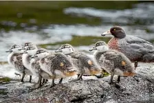  ?? DAVE BUCKTON ?? A whio with its chicks. The native duck species prospers on wild, fast moving rivers such as the Mohikinui.