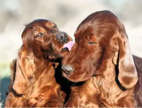  ??  ?? Irish setters have a wonderful temperamen­t; friendly, both with people and other dogs.