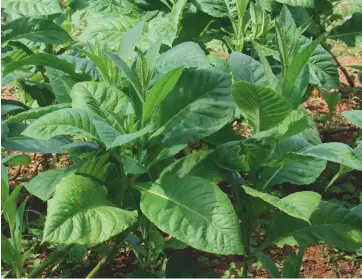  ??  ?? Above: tobacco plants can be grown in the UK. Top right: old tobacco tins are now highly collectibl­e