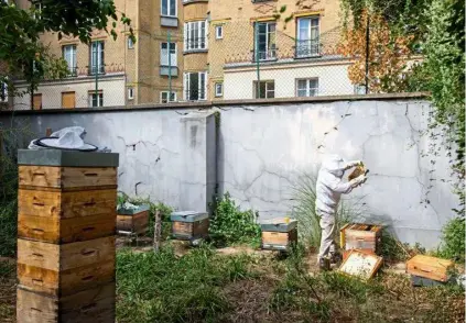  ?? Guy Leroy/Collectif DR ?? Un apiculteur examine son rucher urbain avant l’hiver, à Nanterre.