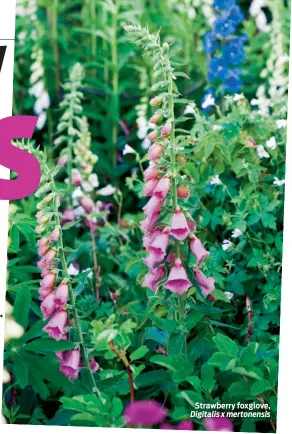  ?? Digitalis x mertonensi­s ?? Strawberry foxglove,