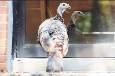  ?? Hearst Connecticu­t Media file photo ?? A wild turkey walks through the courtyard outside the Stamford Advocate office in 2017.