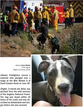  ?? (Above) Cory Rubin
/The Signal (Right) Courtesy photo ?? (Above) Firefighte­rs rescue a motorist who plunged over a ledge at the Mile Marker 6 of Sand Canyon Road on June 26. (Right) 3-month-old Bella was plucked from the wild environs of the Angeles National Forest. The dog was found within 24 hours of the crash and was described as dehydrated and hungry before she was rescued.