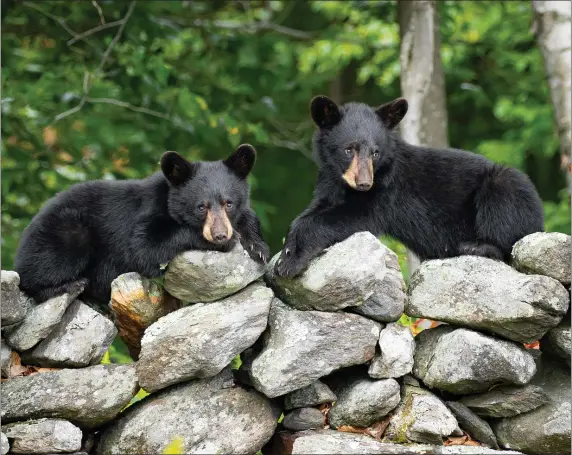  ?? COURTESY HENRY GODEK ?? HOPE YOU CAN BEAR IT: The bear population is continuing to grow and expand in Massachuse­tts.