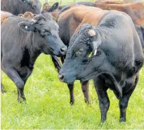  ?? ?? Below, one of the Wagyu bulls in with his girls.