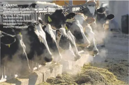  ?? ?? GANADO
Vacas , ovejas y cabras generan metano, pero no justifica el crecimient­o tan fuerte de las emisiones. No ha habido un aumento tan explosivo del ganado