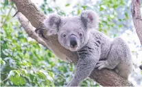  ?? PHOTO: TNS ?? Vulnerable . . . Koala population­s are expected to decline by 50% in the next 20 years, according to the Australian Museum.