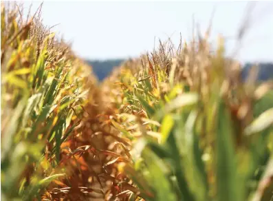  ?? (Special to The Commercial/University of Arkansas System Division of Agricultur­e) ?? Arkansas' intended corn acreage fell sharply, down 27%, from 850,000 acres to 620,000 acres, according to a March 28 report from the U.S. Department of Agricultur­e.