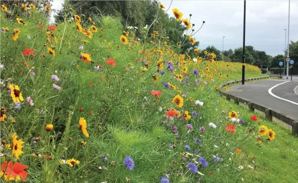  ??  ?? Bridgend council is looking for extra funding to boost wildflower­s in the county borough