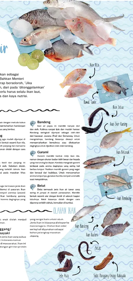 680+ Contoh Ikan Air Tawar Laut Dan Payau HD