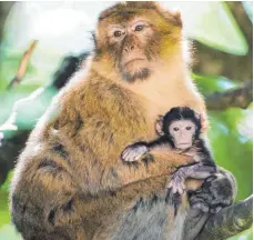  ?? FOTO: AFFENBERG ?? Die Berberaffe­nbabys sind in ihrem ersten Lebensjahr die Hauptperso­nen einer Fortsetzun­gsgeschich­te, die das Parkteam gemeinsam mit den Besuchern schreibt und mit schönen Bildern versieht.