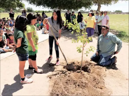  ?? PHOTOS BY KAREN BOWEN ?? FOR ARBOR DAY, MESQUITE ELEMENTARY SCHOOL STUDENT MIA ORDAZ helped plant a sissoo tree donated by Pecan Grove Garden Club, while fellow students Shion Urashimo (from left) and Julieanna Lopez and Enrique Camarena look on.