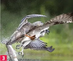  ??  ?? Locked in combat: The harried osprey has to drop the fish