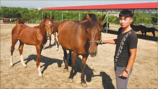  ?? PHOTOS BY JU CHUANJIANG / CHINA DAILY ?? A keeper displays an adult Bohai horse and its foal at the Hesheng horse farm in Penglai, Shandong province.