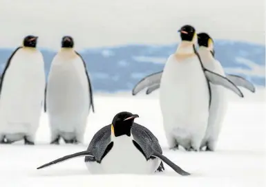  ?? IAIN MCGREGOR/STUFF ?? The discovery of microplast­ics and chemicals in Antarctica’s waters and ice caps has sparked calls for an Antarctic ocean sanctuary to be set up, so penguins, whales and the rest of the continent’s ecosystem can recover from pollution pressures.