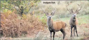  ??  ?? Bradgate Park