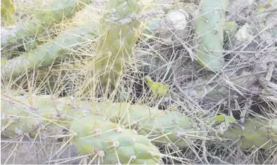  ?? MEDITERRÁN­EO ?? El cactus opuntia es de nord Amèrica i Amèrica central que es va introduir al nostre territori com a espècie ornamental.