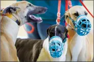  ?? ?? Greyhounds stand in a holding area April 16 before being weighed prior to a race at the Iowa Greyhound Park.