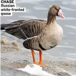  ??  ?? Russian white-fronted goose