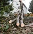  ?? Fotos: Thorsten Jordan ?? Am Hindenburg­ring stürzte ein Baum um.