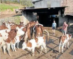  ?? ?? Los turistas pueden disfrutar de las vacas de raza Montbéliar­de.