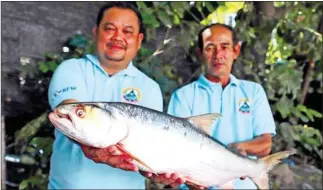  ?? WONDERS OF MEKONG ?? An adult giant salmon carp was discovered in northern Cambodia earlier this year.