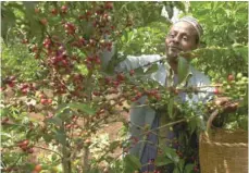  ??  ?? An Ethiopian coffee farmer picks coffee in his farm in Jimma, Ethiopia. — Reuters