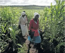  ?? Picture: Getty Images ?? Women in a Zimbabwean maize field. Women have played an important role both in agricultur­e and the struggle for land, but have not been able to participat­e fully in land reform.