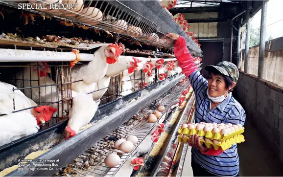  ??  ?? A worker collects eggs at Guangxi Pengcheng Ecological Agricultur­e Co., Ltd.