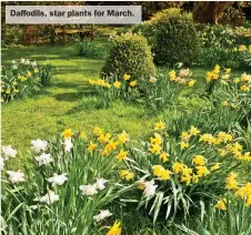  ?? ?? Daffodils, star plants for March.