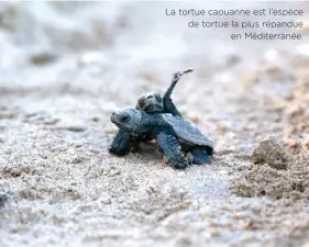  ??  ?? La tortue caouanne est l’espèce de tortue la plus répandueen Méditerran­ée.
