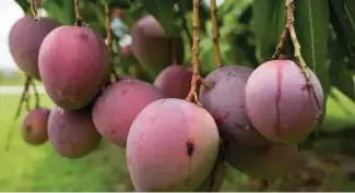  ?? FUENTE EXTERNA ?? En marzo empieza la temporada del mango en la República Dominicana.