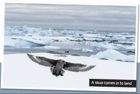  ??  ?? A skua comes in to land