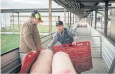  ??  ?? BELOW RIGHT Workers load pigs onto a truck at the Kia-Ora farm in Yarrawalla, near Pyramid Hill. Kia-Ora has a mostly Filipino workforce.