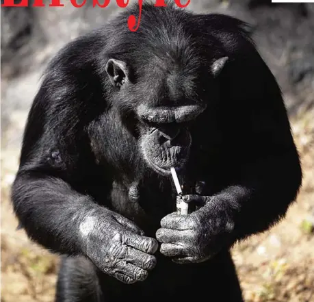  ??  ?? Azalea, whose Korean name is ‘Dalle’, a 19-year-old female chimpanzee, lights a cigarette at the Central Zoo in Pyongyang, North Korea yesterday. — AP