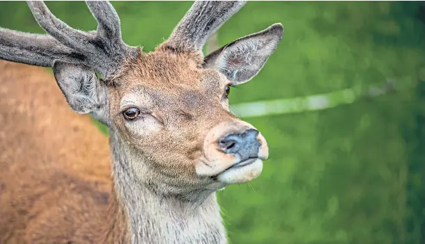  ??  ?? CONTROVERS­Y: Plans to reduce the country’s deer population have divided conservati­onists and animal rights activists. Picture by Steve Macdougall.