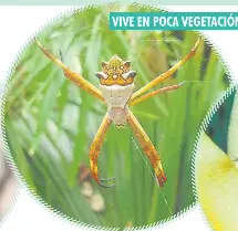 CONOZCA A LAS ARAÑAS DE NORTE DE SANTANDER - PressReader