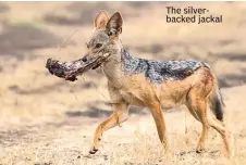  ??  ?? The silverback­ed jackal