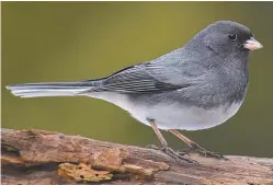  ?? COURTESY SCOTT MARTIN ?? Dark-eyed juncos often flood southward in the winter months.