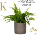  ?? ?? Indoor plant, £17.50, The Little Botanical