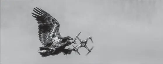  ?? ANDREW TESTA, NYT ?? An eagle from Guard From Above, a security company training the birds of prey to intercept drones, tackles a drone in the air in Katwijk, Netherland­s, in May 2016.