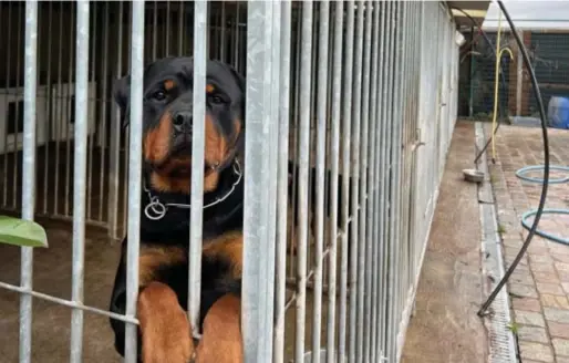  ?? FOTO CHRIS NELIS ?? De uitbater van Falconsnes­t ontkent in alle toonaarden dat zijn honden verwaarloo­sd zijn.