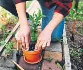  ?? DREAMSTIME PHOTOS ?? Clay pots work best for container gardens since they “breathe.”