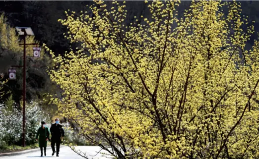  ??  ?? Residents take a stroll along a trail in Foping County, Shaanxi Province in northwest China, on March 7