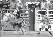  ?? Mona Weatherly
More photos pg A8 and www.custercoun­tychief.com ?? Koby Jacobsen, riding the bull Sunday afternoon at Mid-States Rodeo Finals, was the only rider to stay on for all three rounds. Jacobsen won Bull Riding for the weekend and placed first in Bull Riding in year end standings.