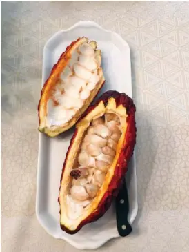  ?? Elizabeth Karmel via AP ?? A fresh cacao pod appears on a platter in Alexandria, Va., on Oct. 1, 2020. There’s more to cacao than chocolate. The cacao fruit and pulp can be used for cooking as well.