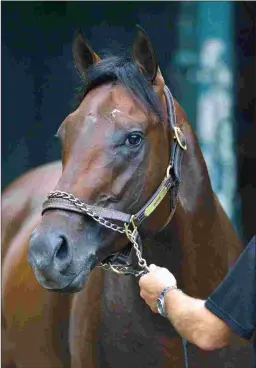  ?? BARBARA D. LIVINGSTON ?? Bayern’s first crop will get a look at Fasig-Tipton Midlantic.