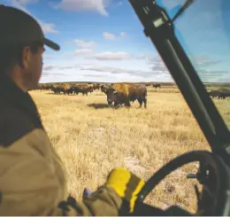  ??  ?? Ryan Hayes, the bison operations co-ordinator with Parks Canada, feeds the plains bison of Grasslands National Park on a chilly day in November 2019. The Grasslands herd was introduced to the park in 2005. Within eight years, it had grown to 450 animals, the carrying capacity of the park’s 178-square-kilometre paddock. Every two years, numbers are brought down to about 400 by sending animals to other conservati­on herds, cultural herds belonging to First Nations and private auction.